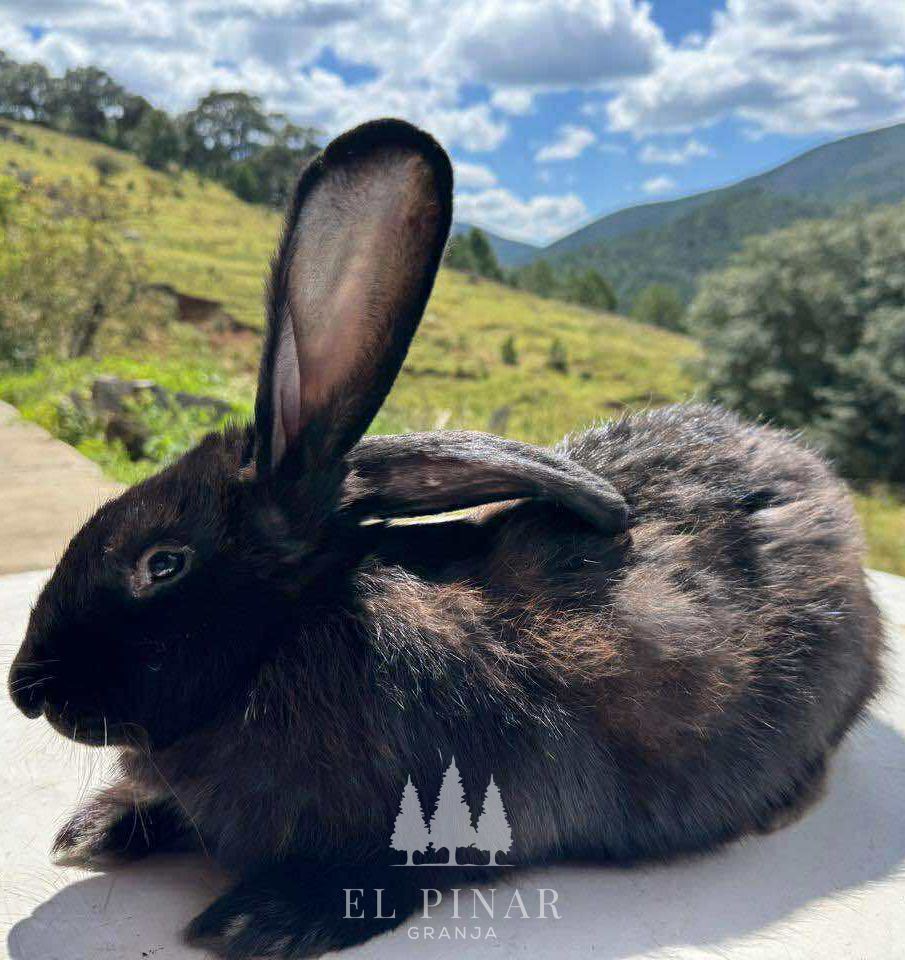 553324480 626649820528050 2161819049605833439 n