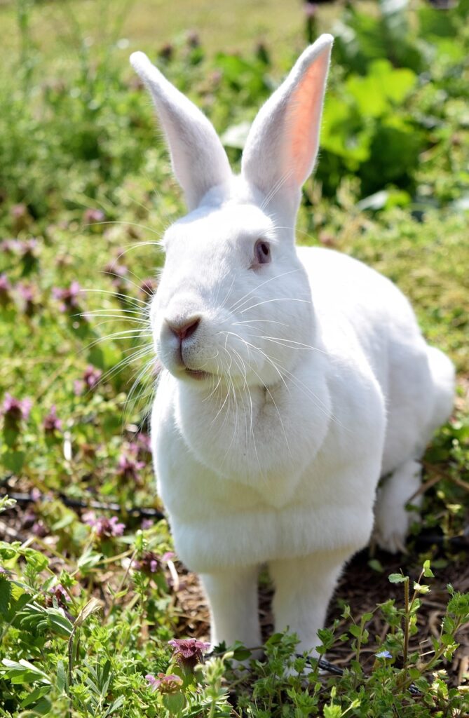 olaf, rabbit, new zealand, albino, spring, easter, dewlap, nature, pet, white, cute, animals, bunny, bunnies