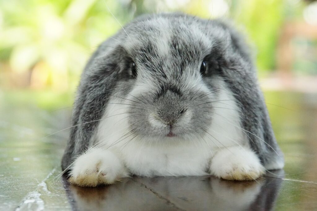 rabbit, animal, pet, holland lop, bunny, cute, rabbit, holland lop, holland lop, holland lop, holland lop, holland lop, bunny, bunny, bunny, bunny, bunny
