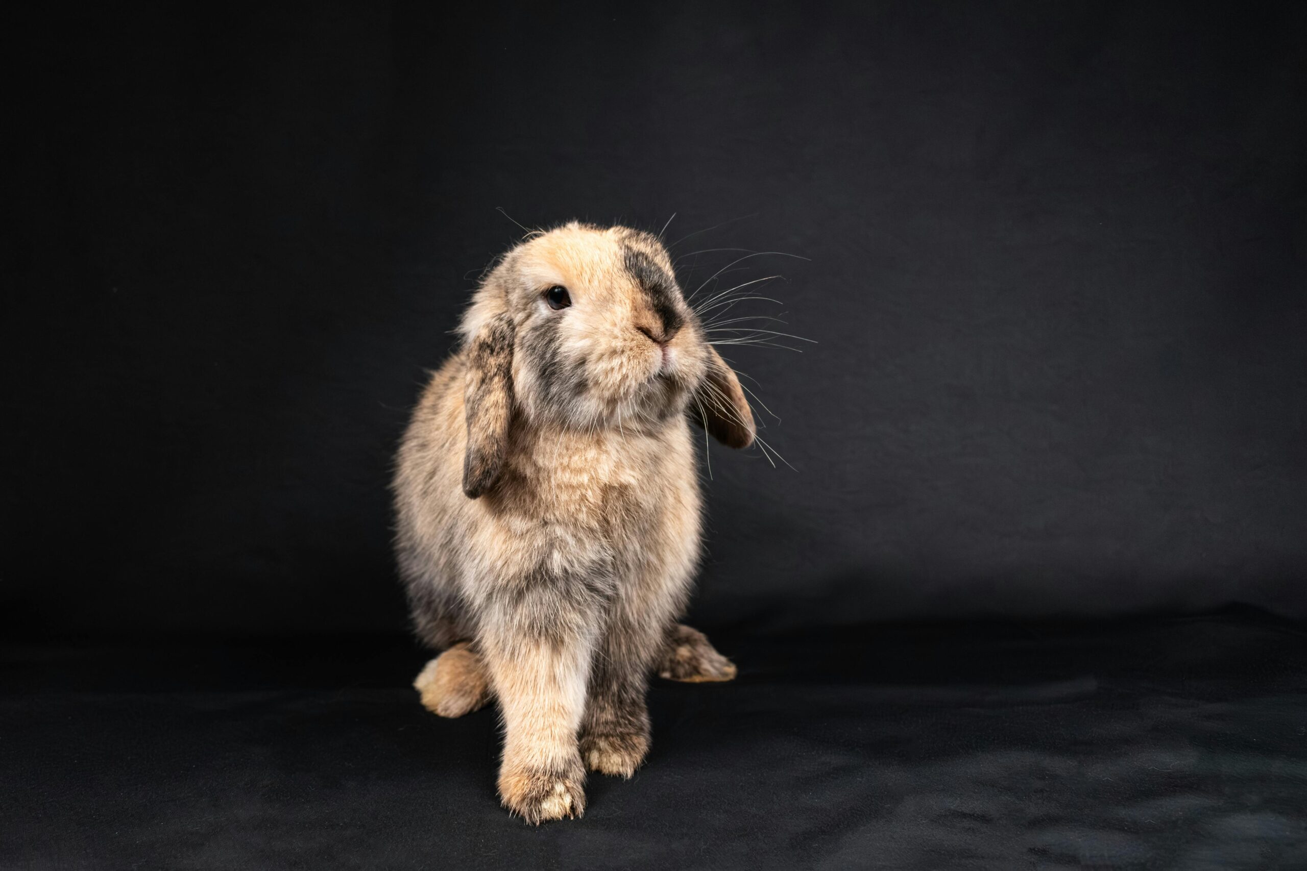 Adorable dwarf rabbit sitting calmly against a black backdrop, showcasing its fluffy fur and gentle demeanor.